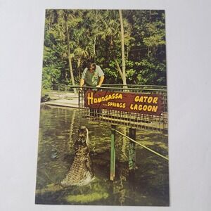 Vintage Homosassa Springs Florida Alligator Gator Tourist Souvenir Postcard